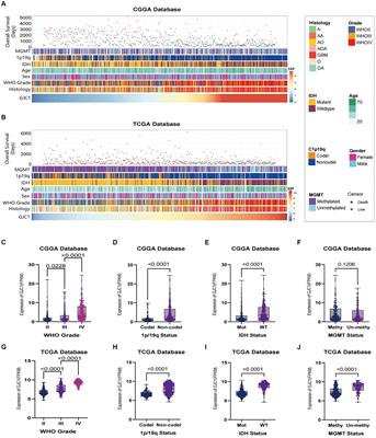 Discovery of GJC1 as a prognostic biomarker in glioma cells: insights into its cell-cycle relationship and differential expression in non-neuronal cells